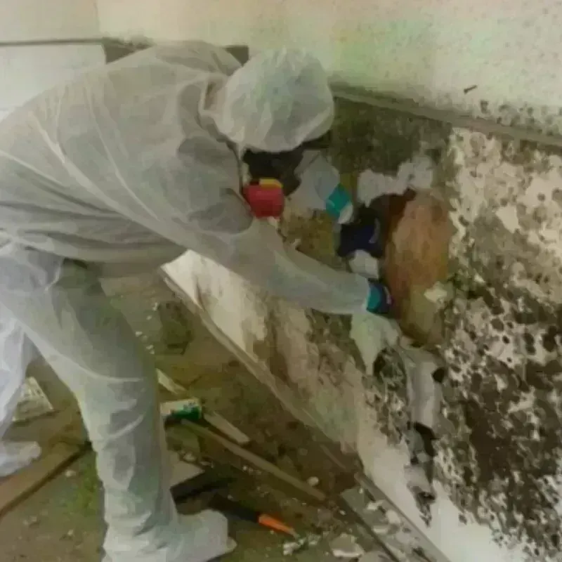 Mold Remediation and Removal in Passapatanzy, VA